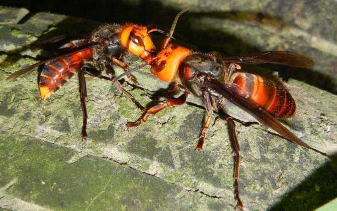 中國大虎頭蜂多少錢一只？