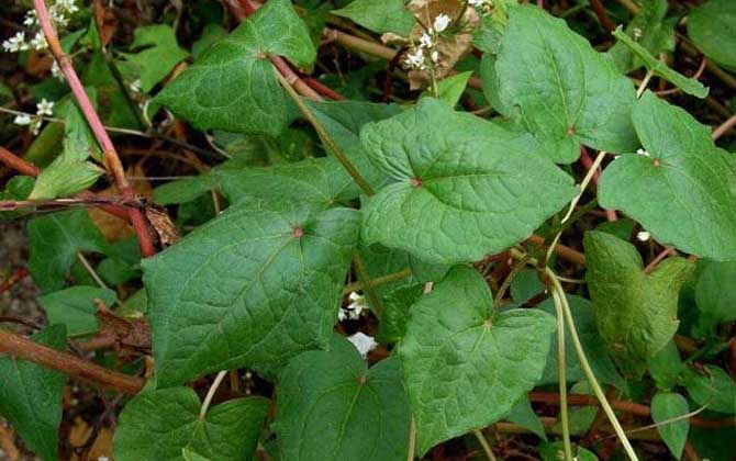蕎麥什么時候開花？
