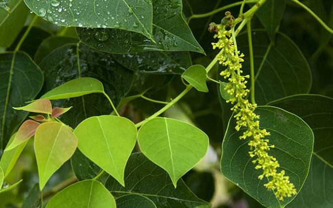 烏桕樹什么時候開花？