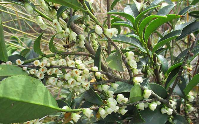 野桂花什么時候開花？