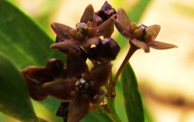 老瓜頭什么時候開花？