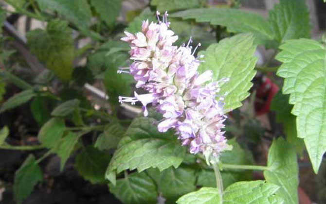 藿香什么時候開花？