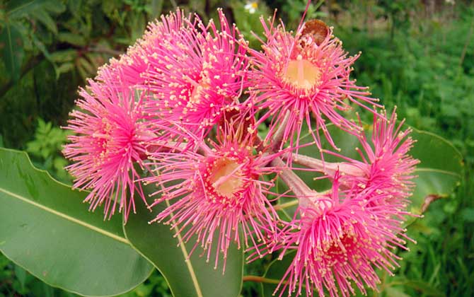 桉樹花蜜蜂會采嗎？