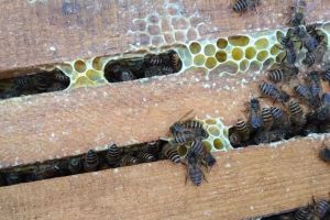 養(yǎng)一箱蜜蜂要多少成本？