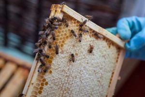 2021年意蜂多少錢(qián)一箱？