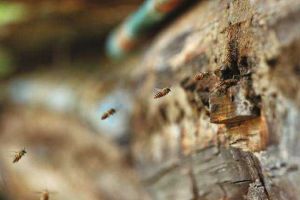 長(zhǎng)白山中蜂哪里能買(mǎi)到？