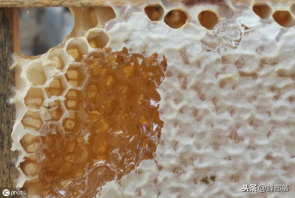 蜜蜂養殖，養殖場蜜蜂多，如何取蜜好？老蜂農：3個配合取蜜更好