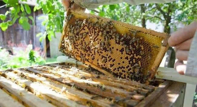 中蜂巢礎(chǔ)大小規(guī)格是多少，中蜂巢礎(chǔ)規(guī)格是多少「深度揭秘」