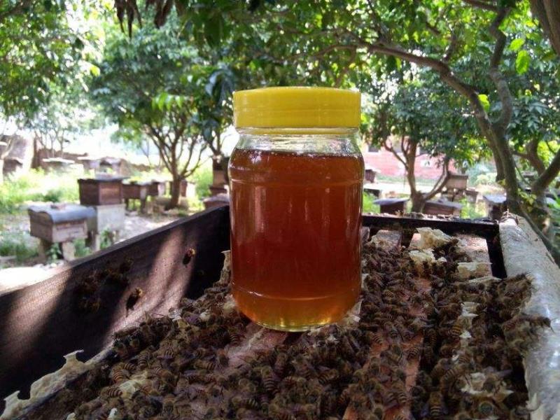 南京小伙大學畢業(yè)去養(yǎng)蜂1個月當?shù)卦鍪?00萬