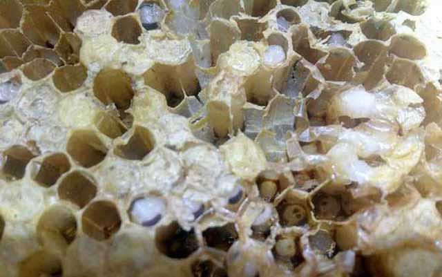 養(yǎng)蜂，怎樣讓蜂群長久保持強群？