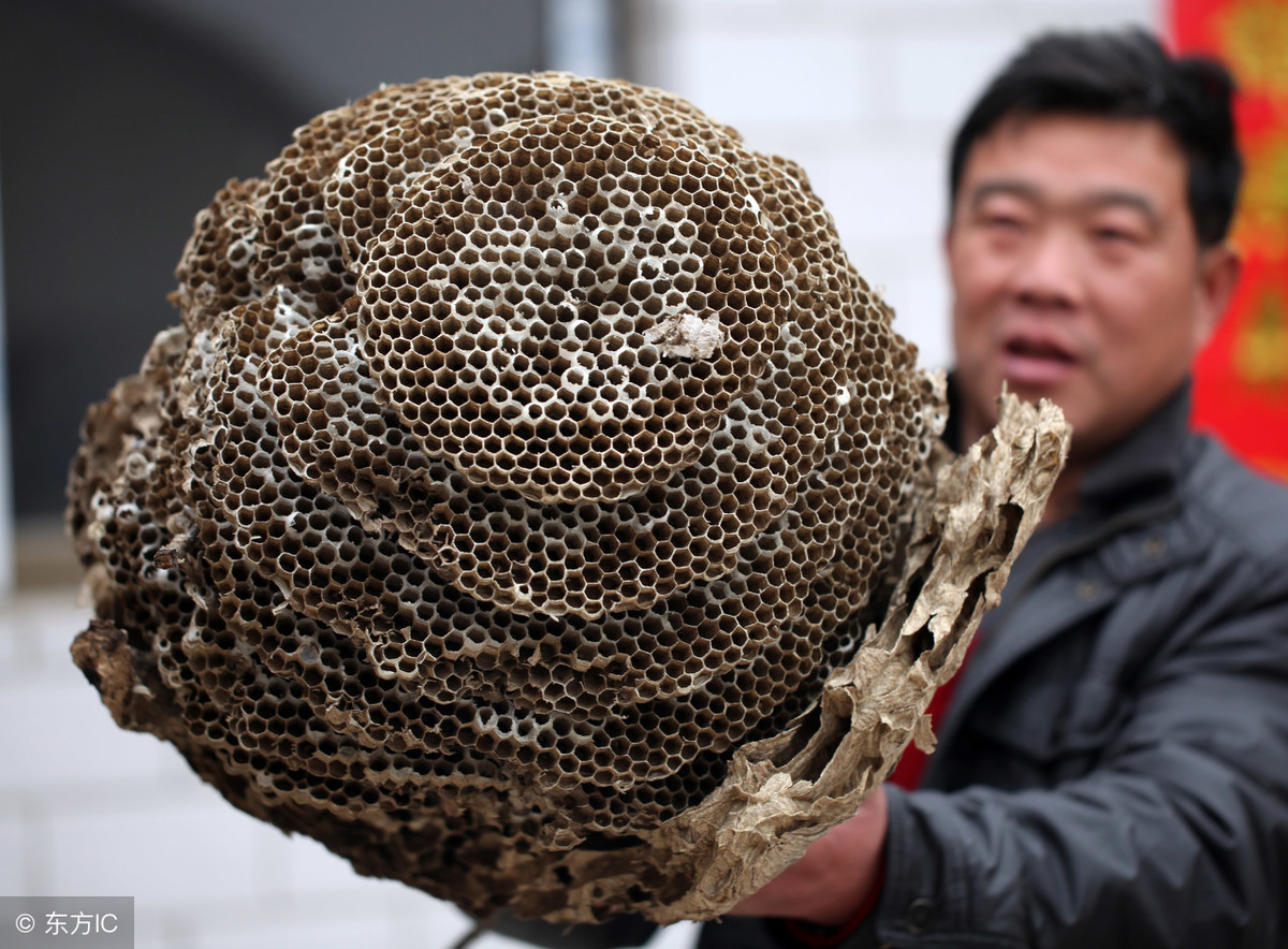 農村小伙深山養殖馬蜂窩，蜂蛹一公斤150元，能脫貧致富嗎？