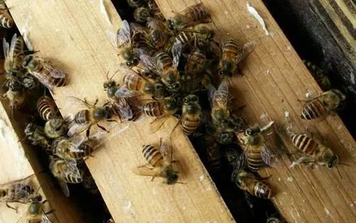 養殖中蜂怎樣發展快（中蜂怎樣繁殖才發展快）