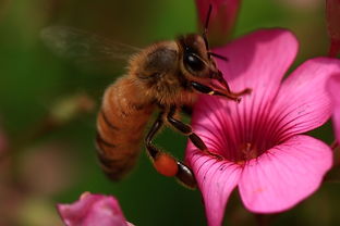 工蜂把巢蟲弄出來是什么原因（中蜂把幼蟲拖出箱外是什么?。?></a> </div>
        <div   id=