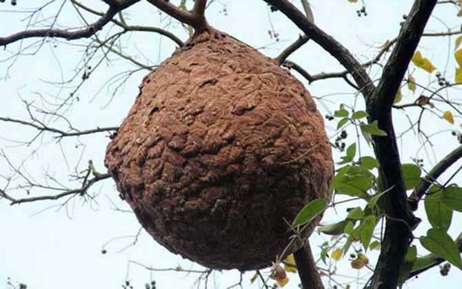 發現馬蜂窩怎么處理？