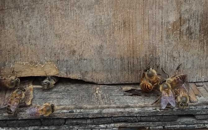 新手蜜蜂秋繁怎樣養(yǎng)蜂（蜜蜂秋繁技術(shù)及注意事項）