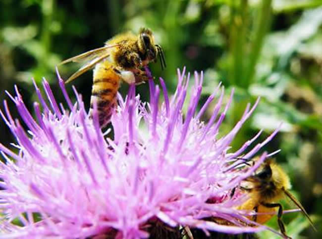 【蜜蜂養殖】投資2萬養蜜蜂利潤多少？