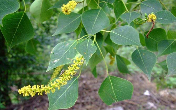 人工栽種的烏桕樹一般開花流蜜嗎（烏桕流蜜期是什么時候）