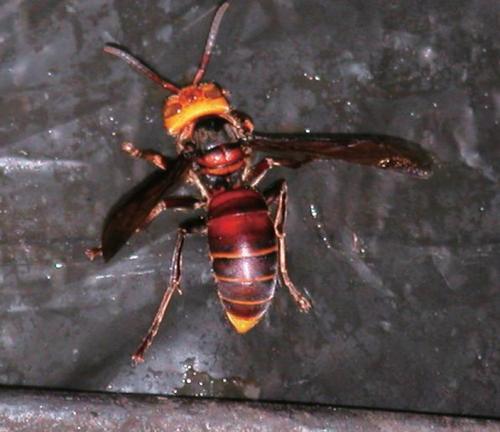 中國大虎頭蜂的蜂窩有什么用（大虎頭蜂蜂窩的藥用價(jià)值）