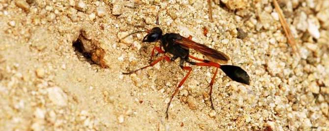 細腰蜂是益蟲還是害蟲（細腰蜂有是危害）