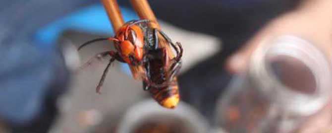 中國大虎頭蜂泡酒比例（一斤白酒需要多少只虎頭蜂）