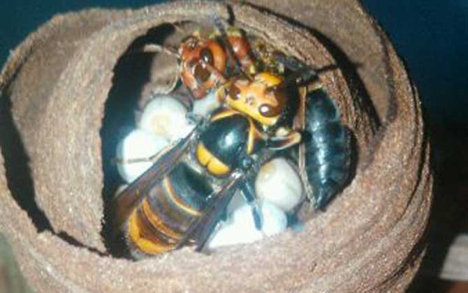 七里游胡蜂（七里游胡蜂圖片）