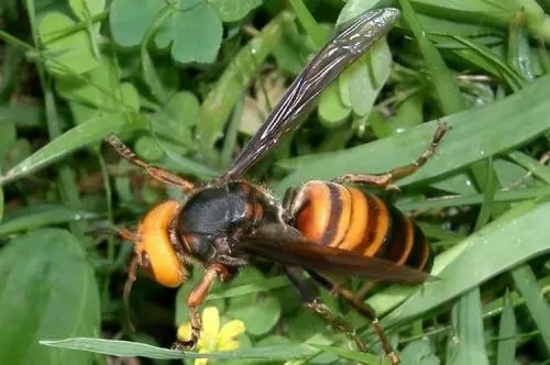 虎頭蜂和蜜蜂有什么區(qū)別（虎頭蜂是什么蜂）