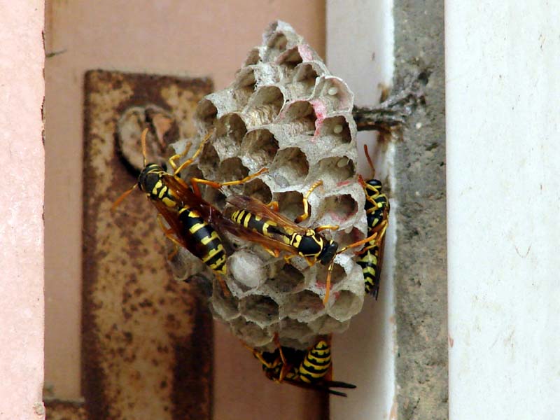 養殖馬蜂應具備哪些條件（馬蜂人工飼養技術）