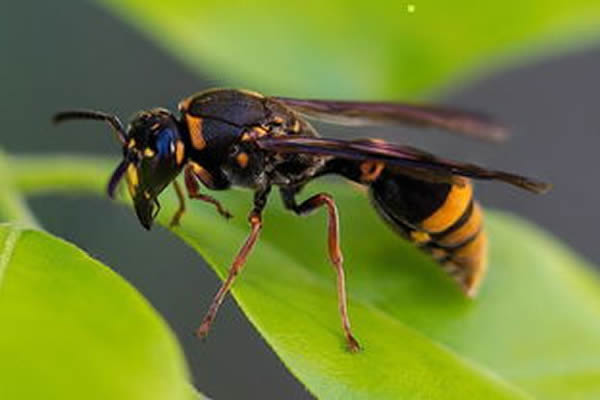 馬蜂蜇人后為什么會不死？被蜇了怎么辦？(附帶緊急處理方法)
