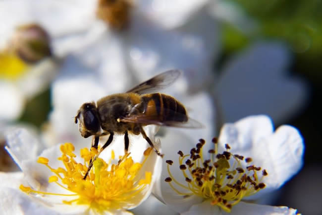 養殖蜜蜂100箱能有多少利潤？