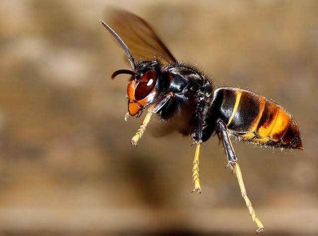 黃腳胡蜂是什么蜂（黃腳胡蜂的生活習性及特征）