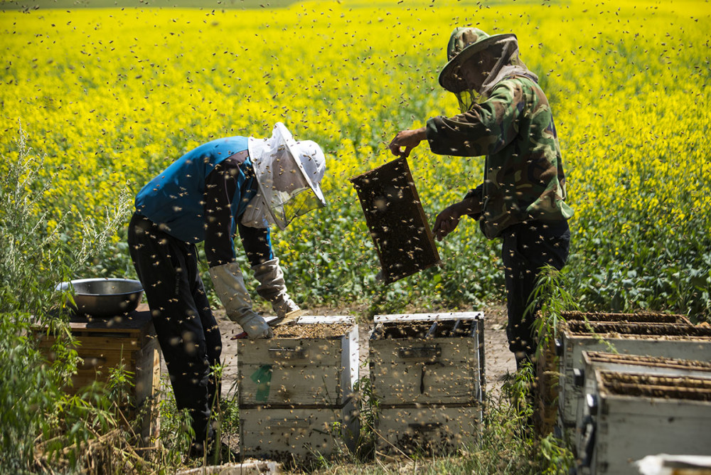 初次養(yǎng)蜂需要注意什么（初學(xué)養(yǎng)蜂的基本常識）