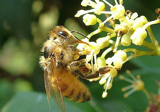 蜜蜂最怕什么東西？(怕酒水、顏色、氣味還是什么藥)