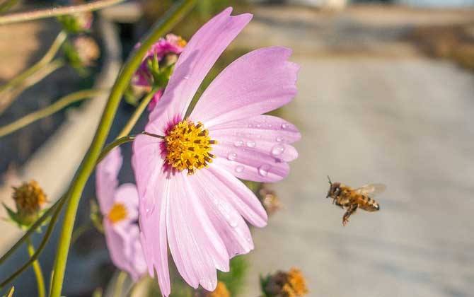【蜜蜂知識】什么是蜂群崩壞癥候群？