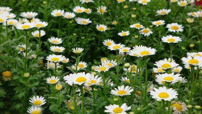 野菊花的流蜜條件與時間（野菊花的流蜜條件和開花時間及蜂蜜產量）
