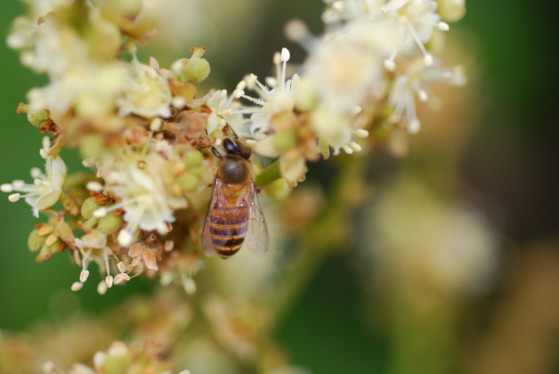 海南蜜源植物的開花時間（南方蜜源植物花期報）