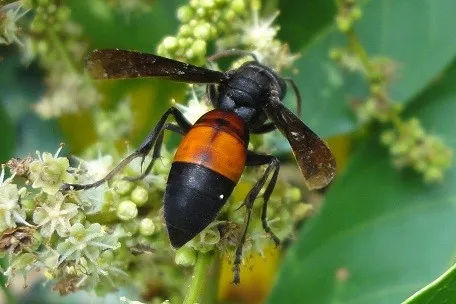 馬蜂飛進(jìn)家里怎么辦（家里有馬蜂怎么辦）