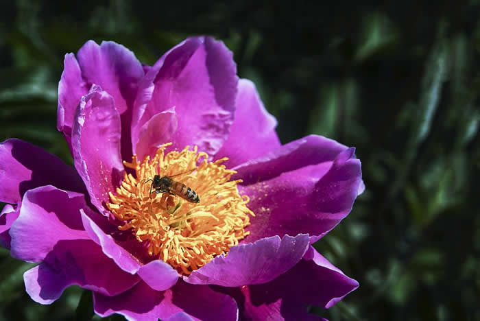 中蜂什么時(shí)候開始秋繁？