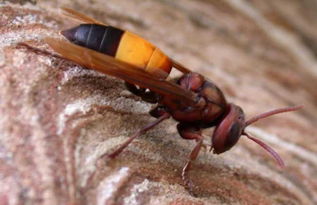 虎頭蜂蜂王的特點(diǎn)（虎頭蜂怎么區(qū)分蜂王）