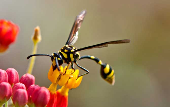 細(xì)腰蜂是蜜蜂嗎（腰很細(xì)的蜜蜂是什么蜂）