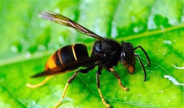 中國(guó)大虎頭蜂藥用是什么（大虎頭蜂藥用的功效）