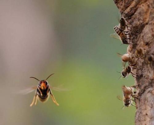 被中國(guó)大虎頭蜂蟄了要用什么藥治療（被虎頭蜂蟄了什么藥抹什么藥有用）