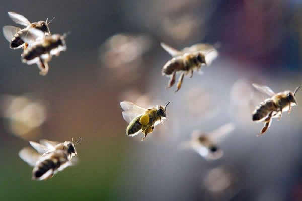 【蜜蜂知識】蜜蜂自然分蜂一年有幾次？