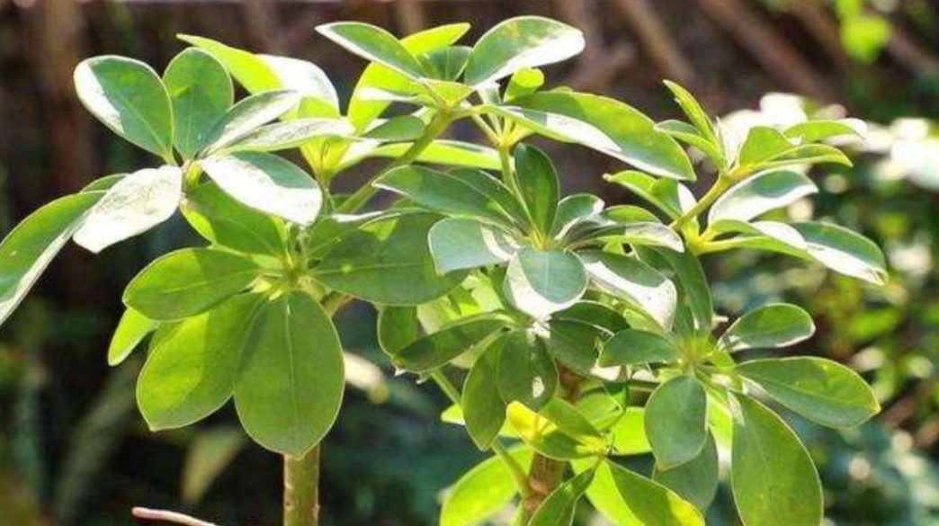 鴨腳木什么時(shí)候開花（廣東鴨腳木樹幾月份開花）