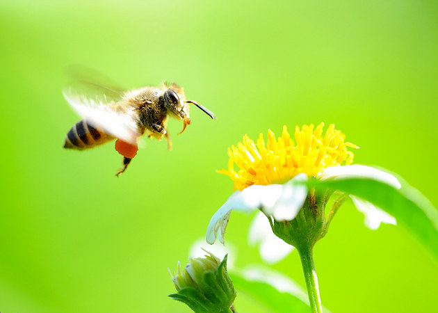 幾只工蜂直接飛進空箱是什么情況（蜜蜂不結團直接進入空蜂箱，是蜜蜂變懶了嗎）