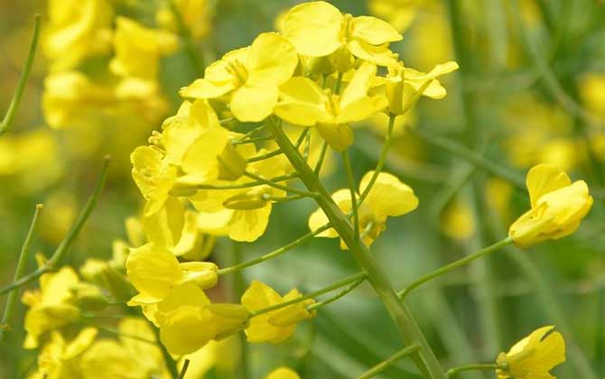 蜜源植物一覽表（常見(jiàn)的蜜源植物有哪些）