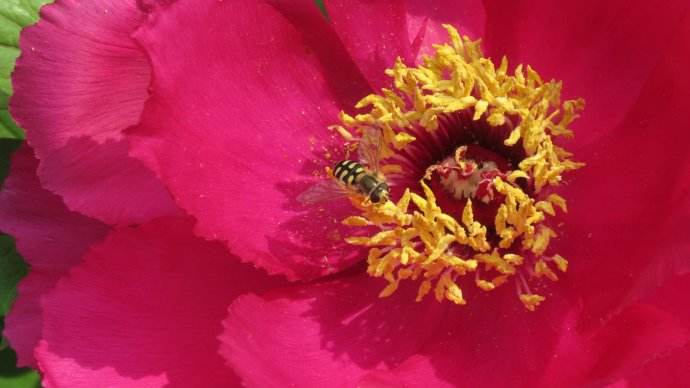 【蜜蜂知識(shí)】蜜蜂的養(yǎng)殖技術(shù)有哪些？