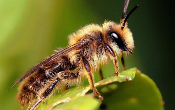 【蜜蜂知識(shí)】夏季蜂王停產(chǎn)的原因？