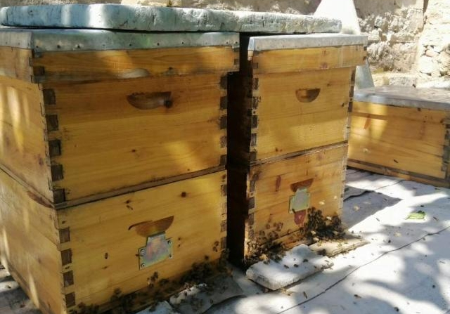 新手怎么樣活框養(yǎng)蜂（新手開(kāi)始養(yǎng)蜂需要學(xué)習(xí)什么）