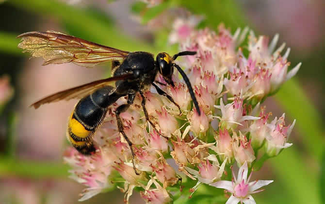 馬蜂雄蜂會蟄人嗎？