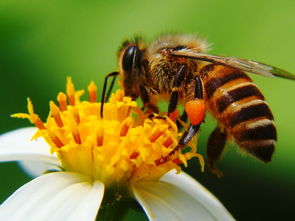 菊花是不是蜜源植物（對菊花蜜源的認識）